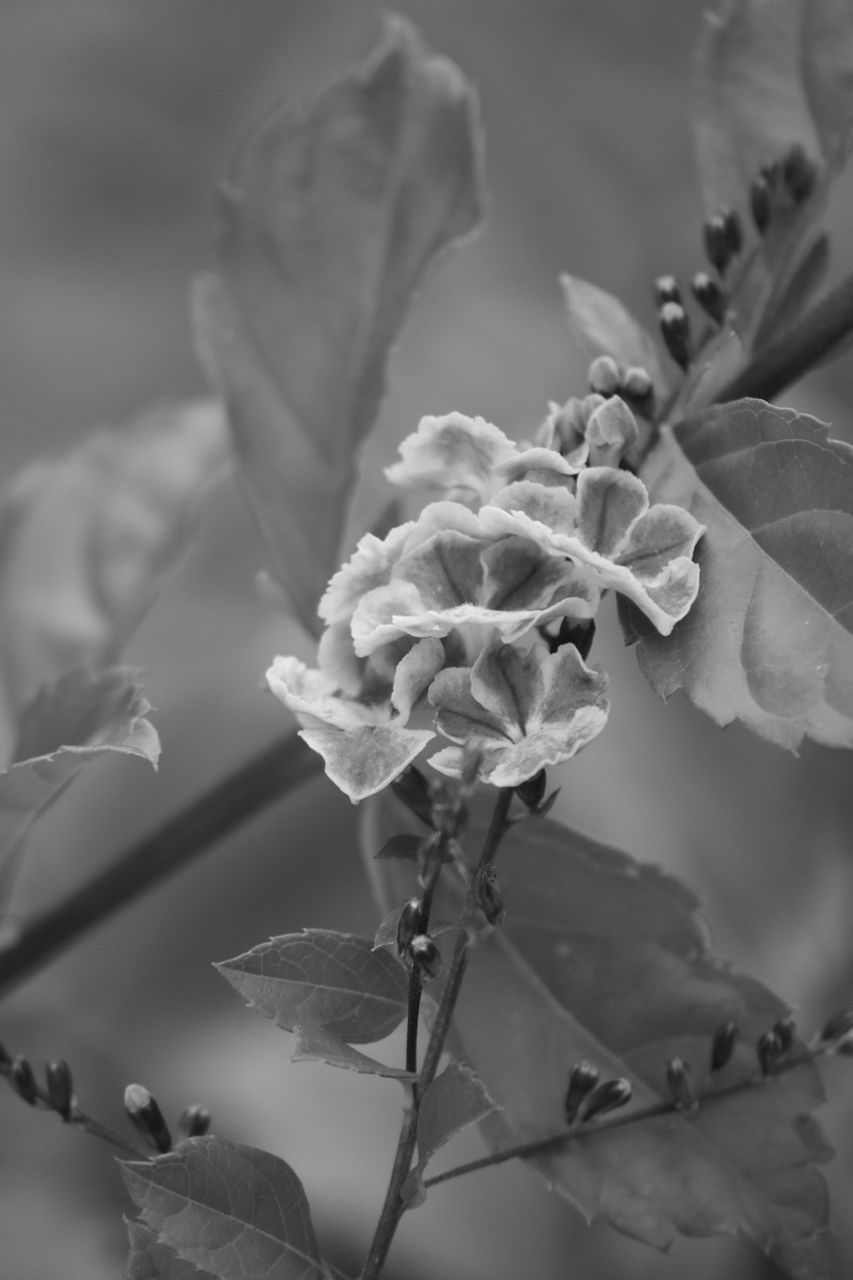 CLOSE-UP OF WILTED FLOWER