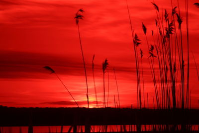 Low angle view of silhouette plants against dramatic sky during sunset