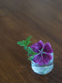 Close-up of purple flower