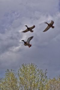 Low angle view of birds flying in sky