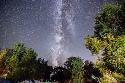 Low angle view of trees against sky at night