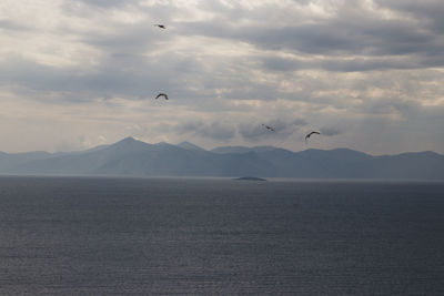 Birds flying over sea against sky