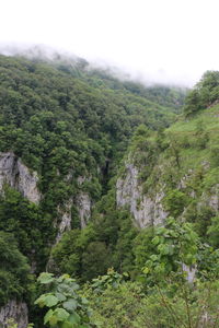 Scenic view of landscape with mountain in background