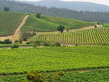 Scenic view of agricultural field