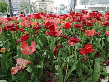 Close-up of red flowering plants