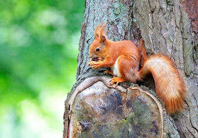 An orange squirrel sits on a tree and nibbles a walnut.