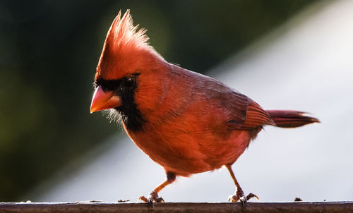 Close-up of bird perching on railing