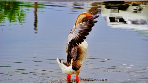 Greylag goose with spread wings in lake
