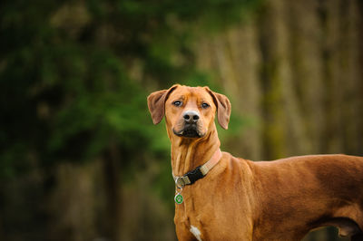 Close-up of dog looking away at park