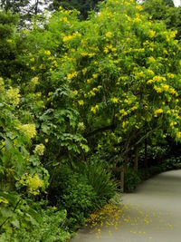 View of yellow flowering plants on footpath