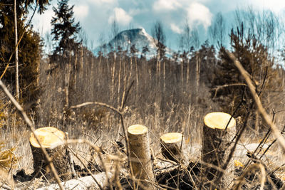 Panoramic shot of trees on field during winter