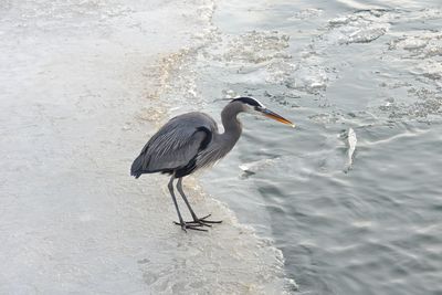 High angle view of gray heron on beach