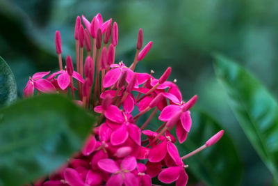 Close-up of pink flowers blooming outdoors