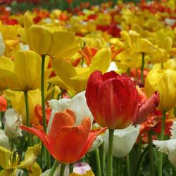 Close-up of tulips blooming outdoors
