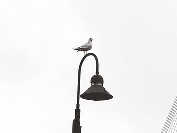 Low angle view of seagull perching on street light against sky