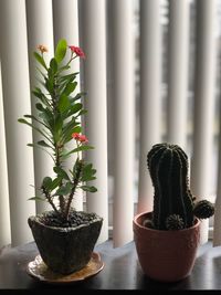 Potted plants on window sill at home