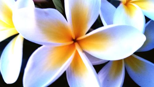 Close-up of flowers