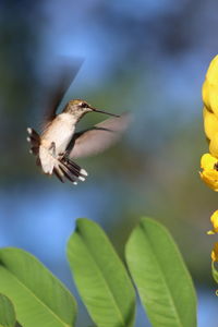 Close-up of bird flying