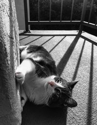 High angle portrait of cat relaxing outdoors