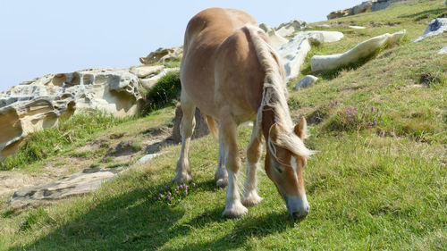 Horse grazing in a field