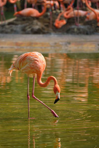 Bird drinking water from a lake