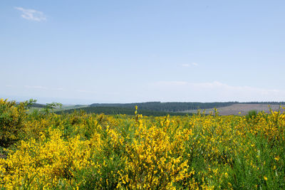 Scenic view of oilseed rape field against sky