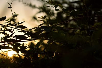 Close-up of fresh plants