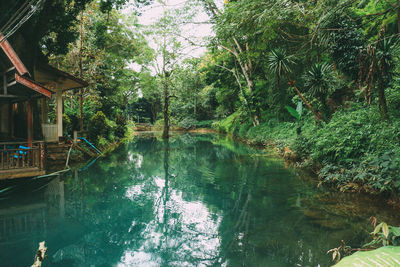 Scenic view of lake amidst trees in forest