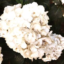 Close-up of white flowers