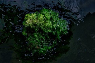 High angle view of plants by water