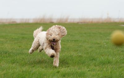 Dog running on grass