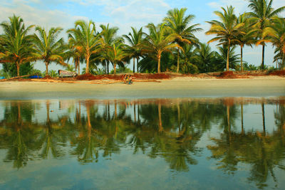 Reflection of trees in water