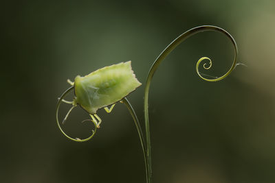 Giant shield bug nymph on leaf edge an tendril of plant