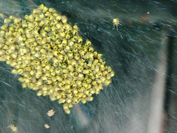 High angle view of yellow flowers in water