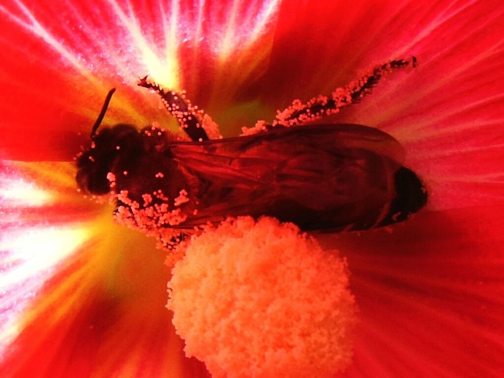 flower, petal, flower head, fragility, freshness, beauty in nature, pollen, full frame, single flower, red, close-up, stamen, extreme close-up, backgrounds, nature, growth, animal themes, one animal, insect, pink color