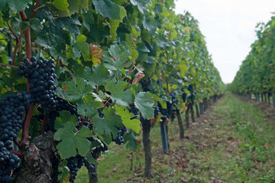 Close-up of grapes in vineyard