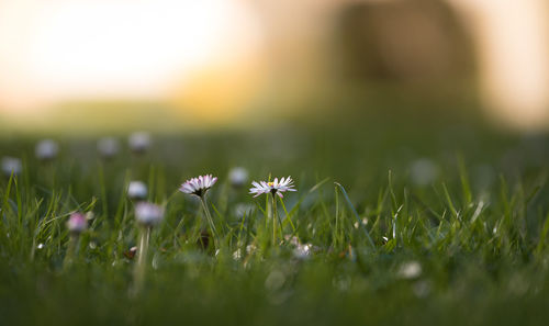 Close-up of flowers growing in field