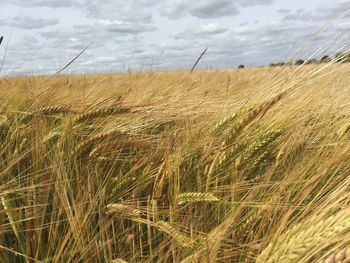 Close-up of wheat field against sky