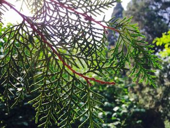 Detail shot of green leaves