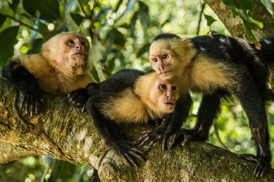 Monkeys on tree in forest