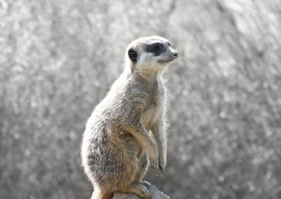 Close-up of meerkat standing outdoors