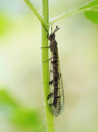 Close-up of insect