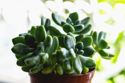 Close-up of succulent plant