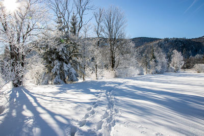 Trees on snow covered landscape