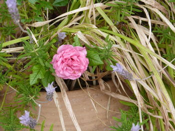 Close-up of pink flower plants