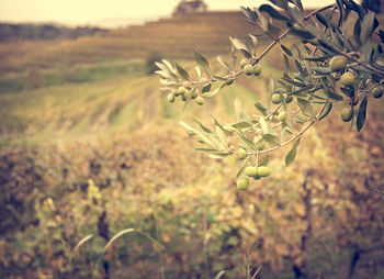 Close-up of plants growing on tree