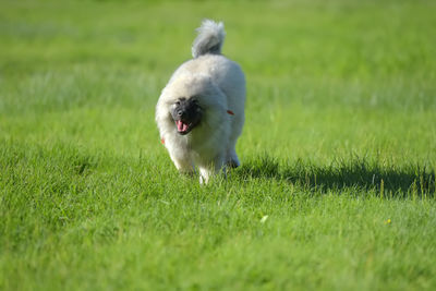 Small dog running on grass