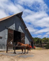 Horse standing on field against sky