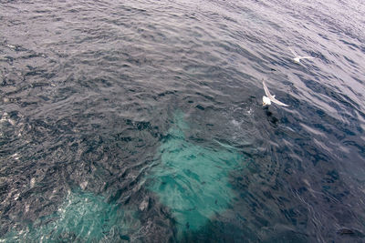 High angle view of whale swimming in sea