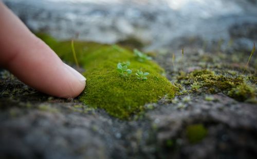 Close-up cropped finger touching moss on footpath